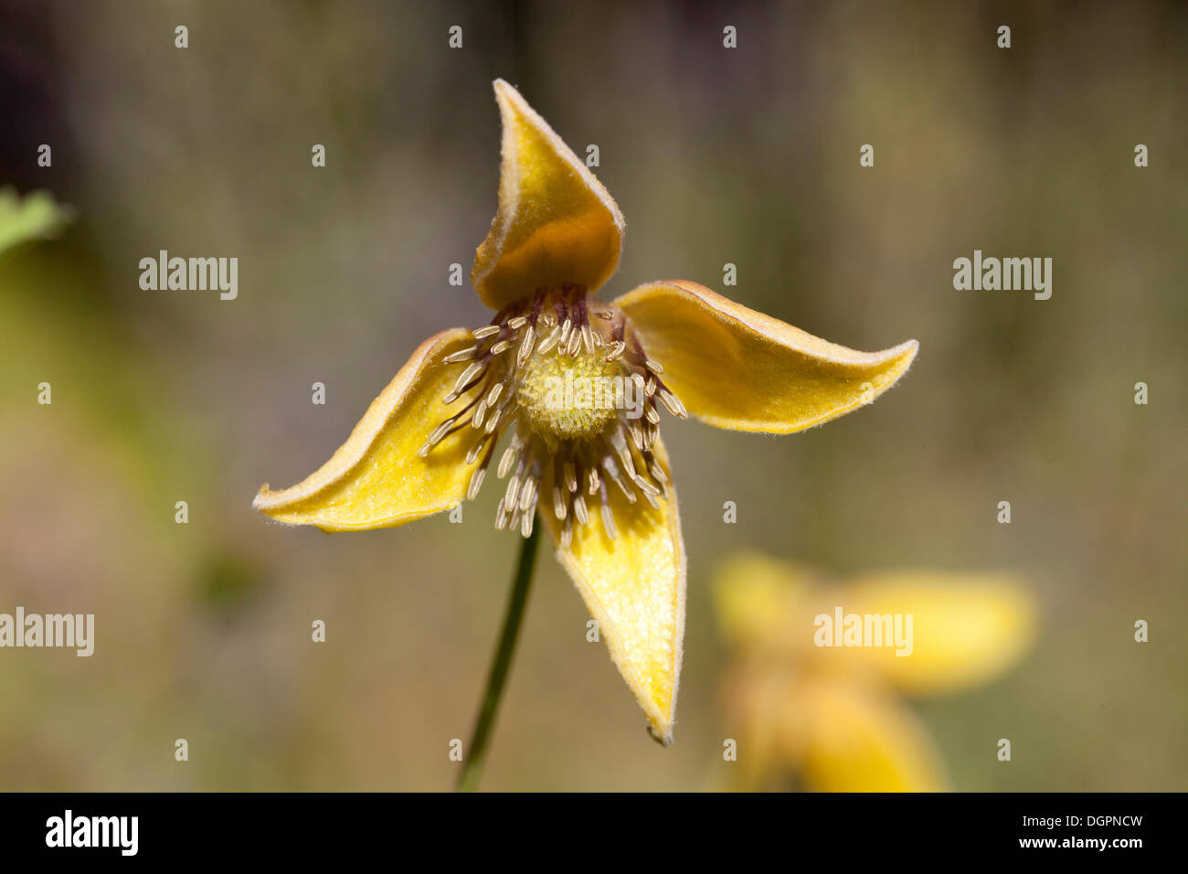 Flowering Brown Clematis (Clematis barbellata), Botanical Garden, Berlin Stock Photo