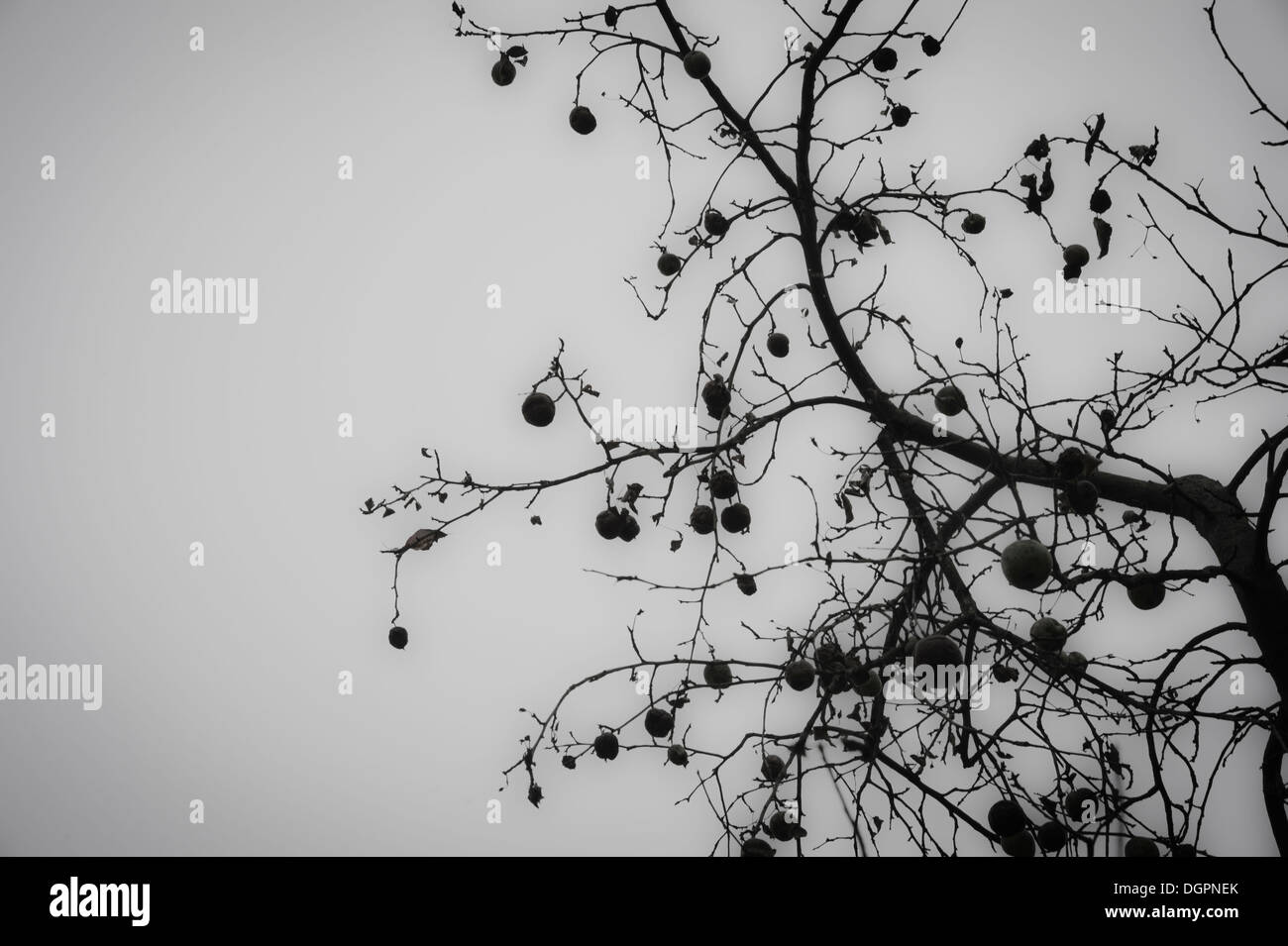 Crab Apples On Dead Tree Stock Photo Alamy