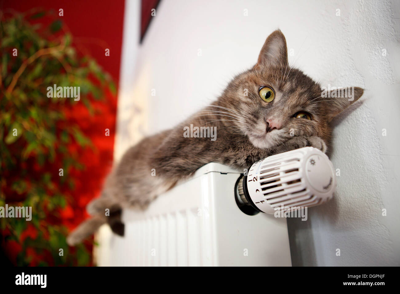 Lazy cat lying on a heater Stock Photo