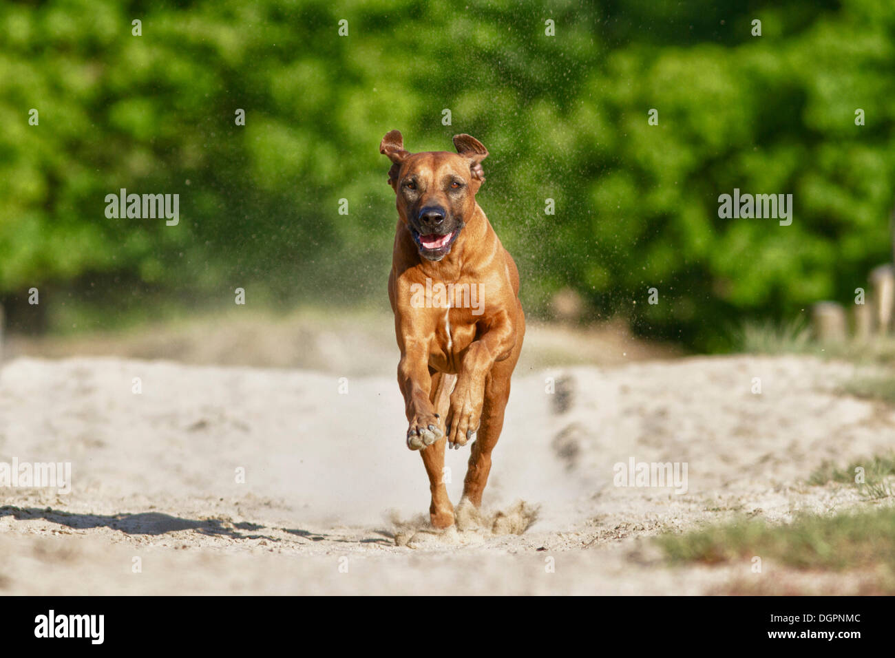 Rennender Stock Photos &amp; Rennender Stock Images Alamy