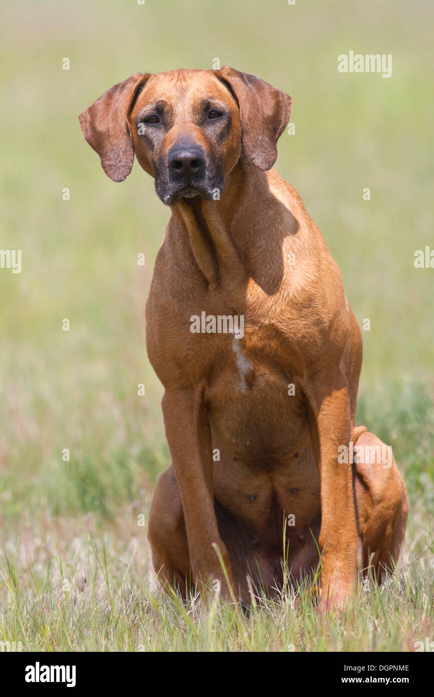 Sitting African Rhodesian Ridgeback Rhodesian Ridgeback dog sitting in a meadow Stock Photo - Alamy