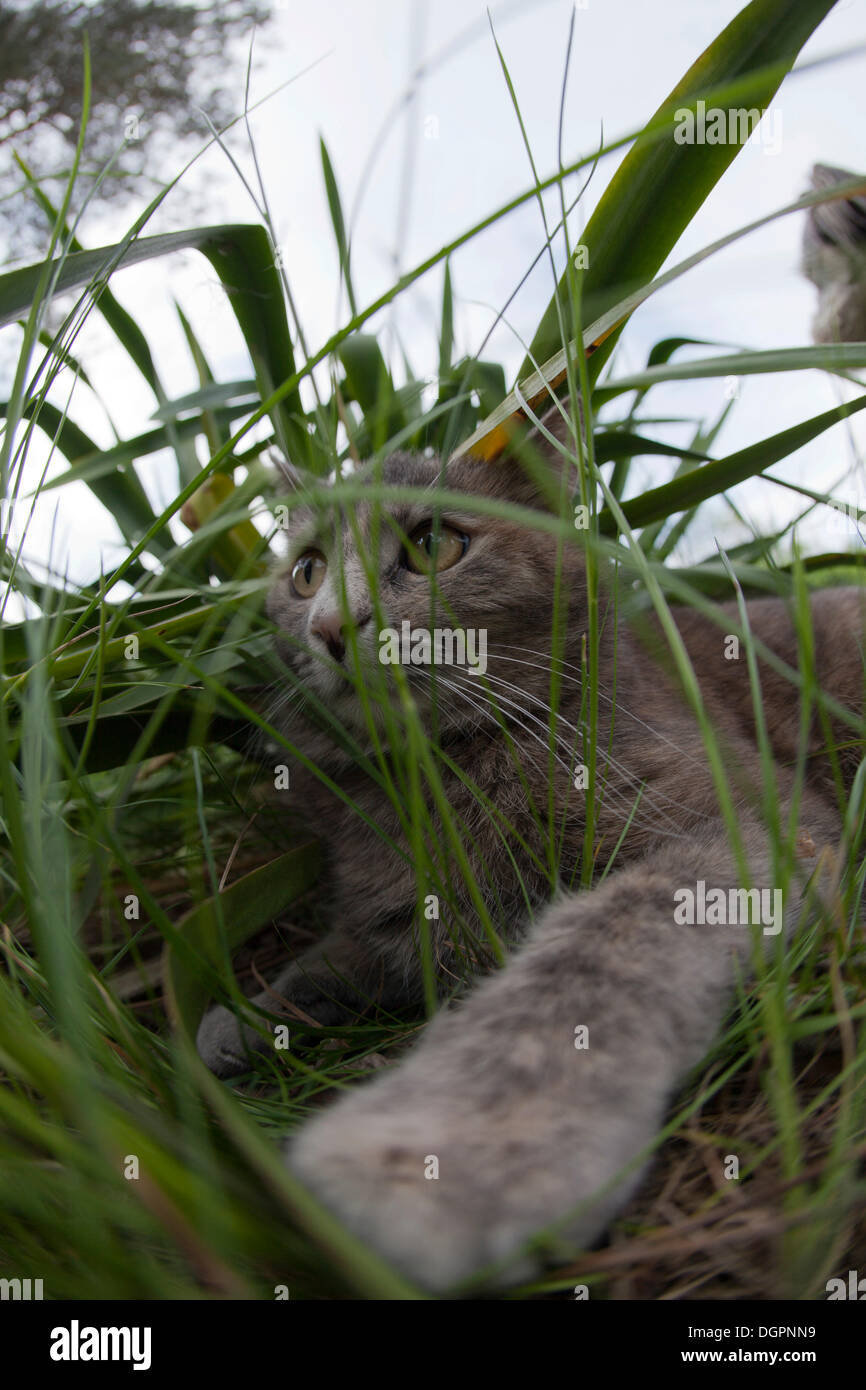 Hiding Grass High Resolution Stock Photography and Images - Alamy