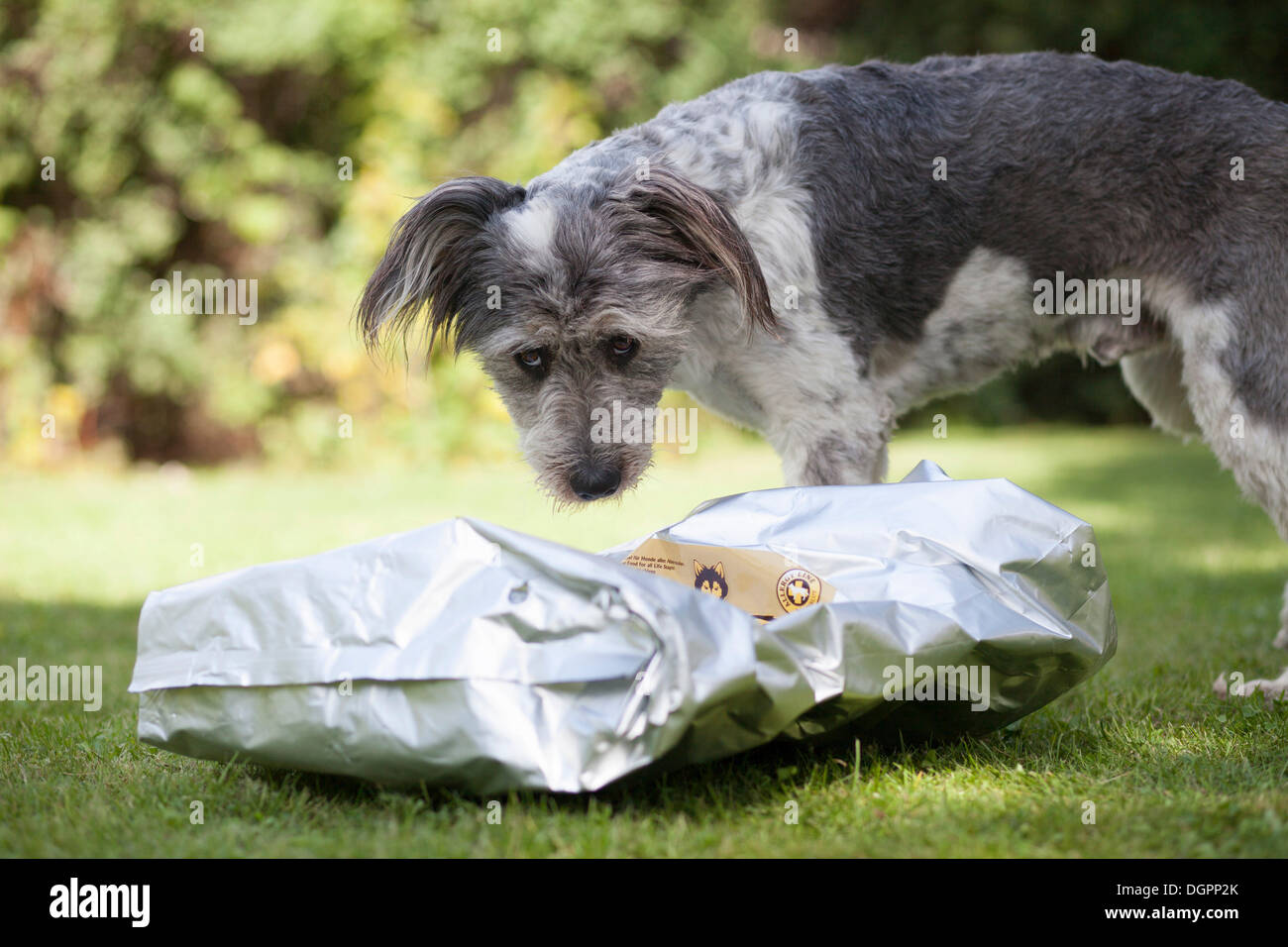 Mixed-breed dog looking questioningly at an empty feed bag Stock Photo