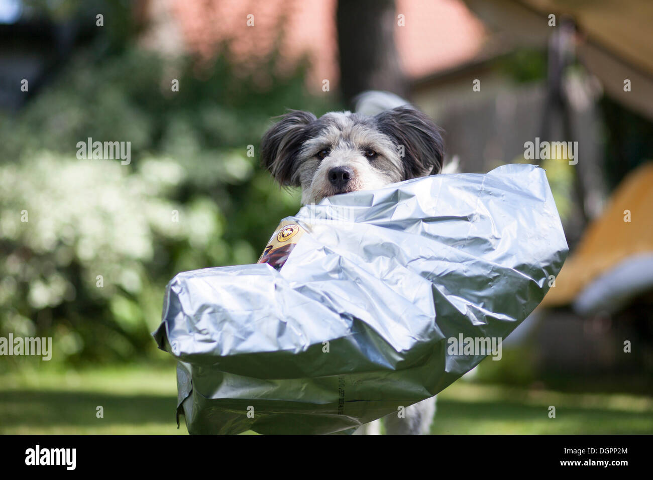 Mixed-breed dog carrying an empty feed bag in its mouth Stock Photo