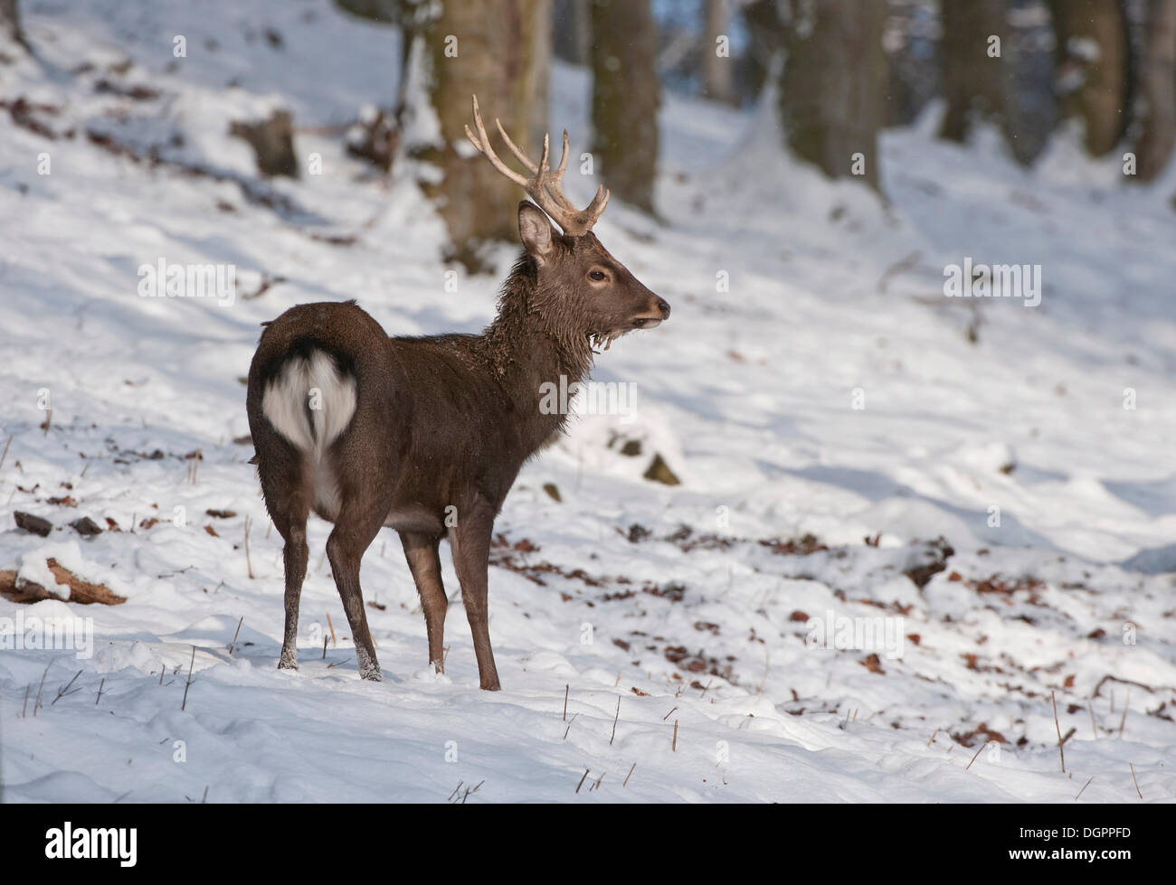 Sika Deer (Cervus nippon), Knuell wildlife park, Homberg, North Hesse Stock Photo