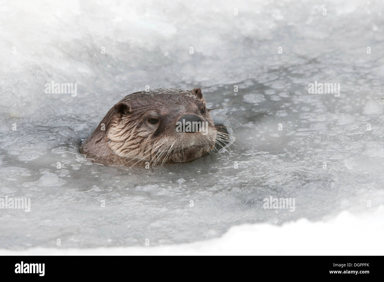 Otter (Lutra lutra) in icy water, Edersee wildlife park, North Hesse Stock Photo