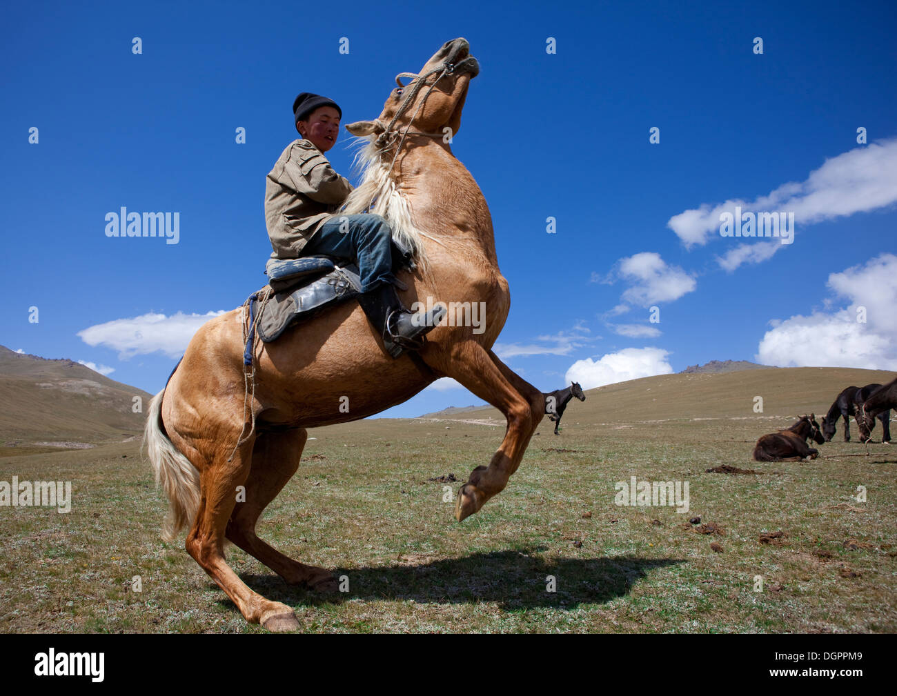 Боле казахский. Чавандоз йигит. Самарканд чавандоз. Конь на дыбах. Лошадь на дыбах.
