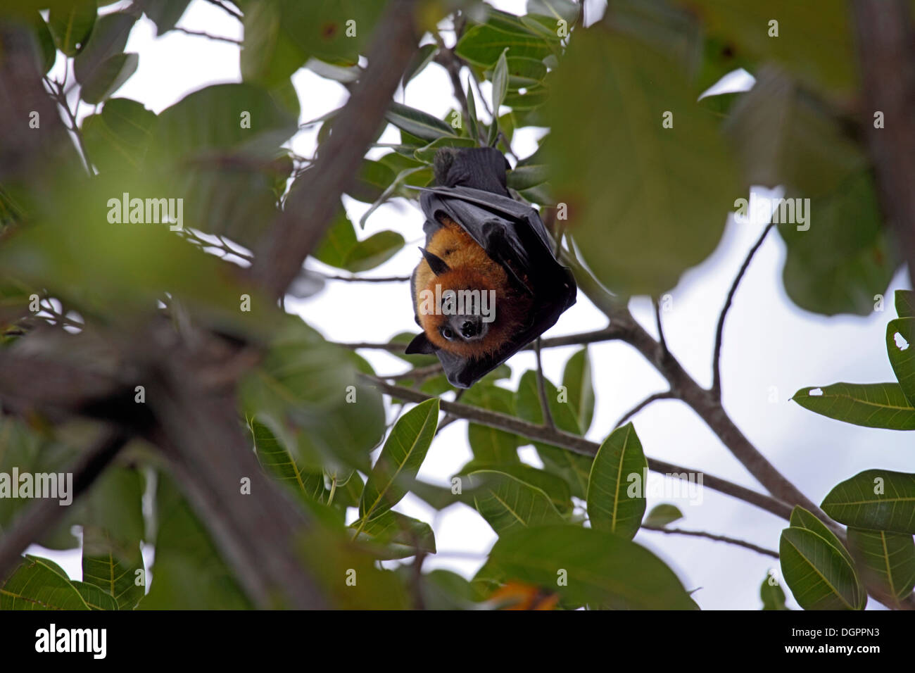 Seychelles fruit bat or Flying fox hanging down from branch Stock Photo