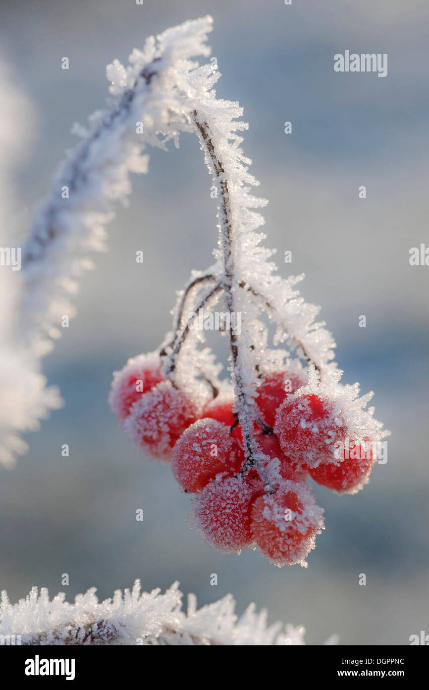 European Cranberrybush or Snowball Tree (Viburnum opulus), red berries with hoarfrost Stock Photo