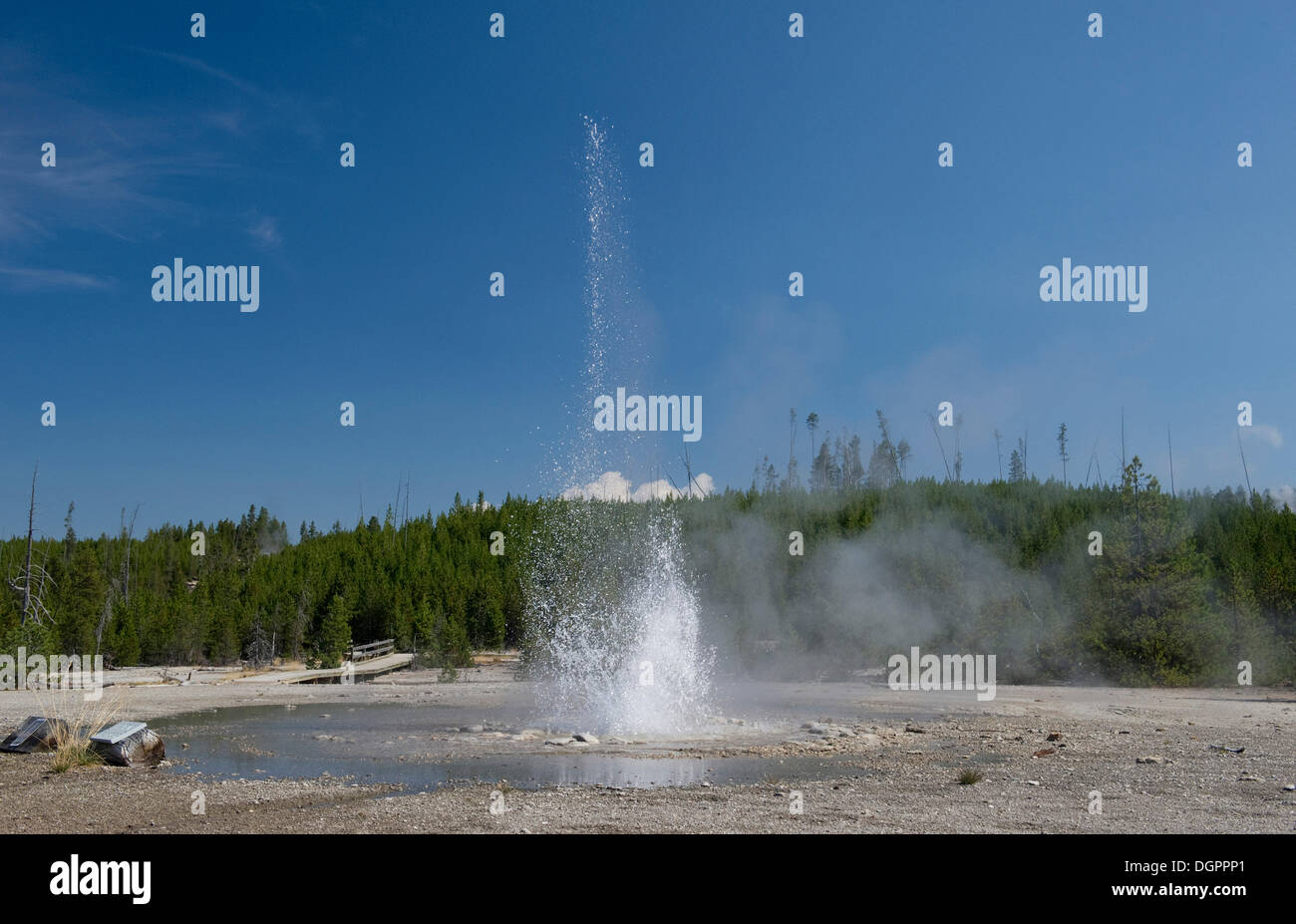 Erupting geyser, Norris Geyser Basin, Yellowstone National Park, Wyoming, USA Stock Photo