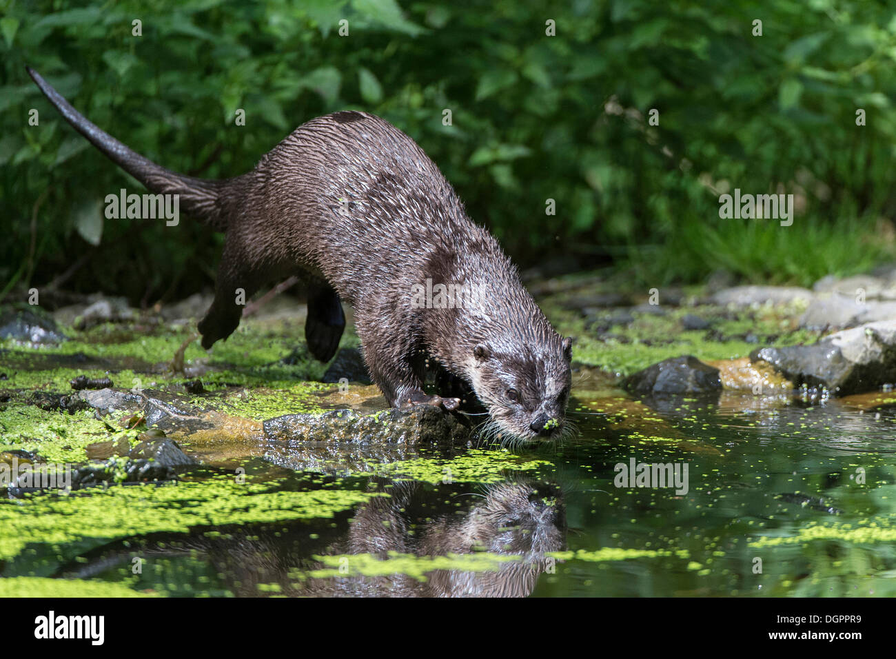 Otter (Lutra lutra), Sababurg Zoo, Hofgeismar, North Hesse, Hesse Stock Photo