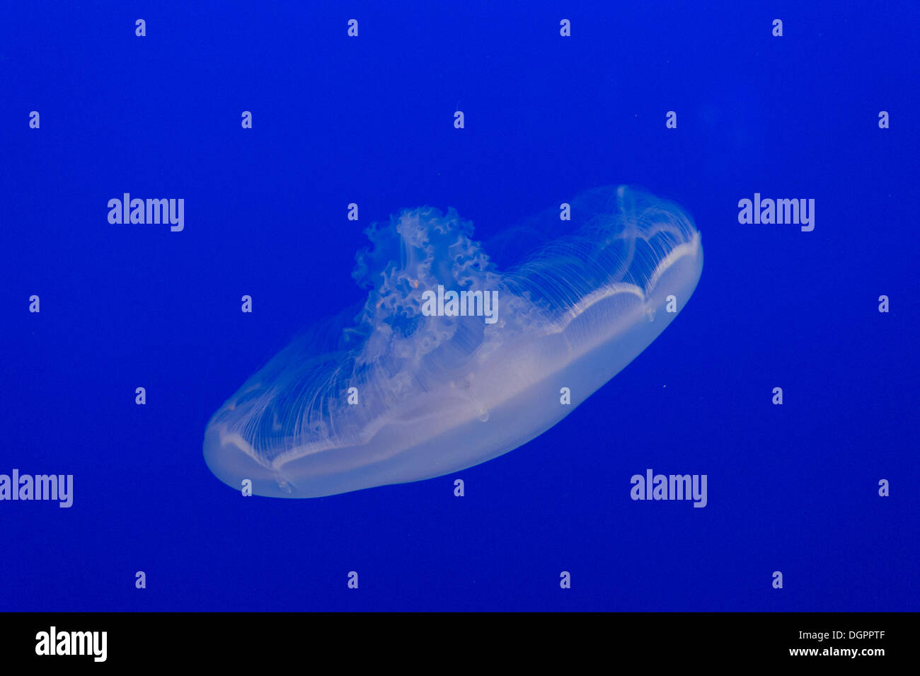 Moon jellyfish or Moon Jelly (Aurelia labiata), Monterey Bay Aquarium, monterey, California, United States Stock Photo