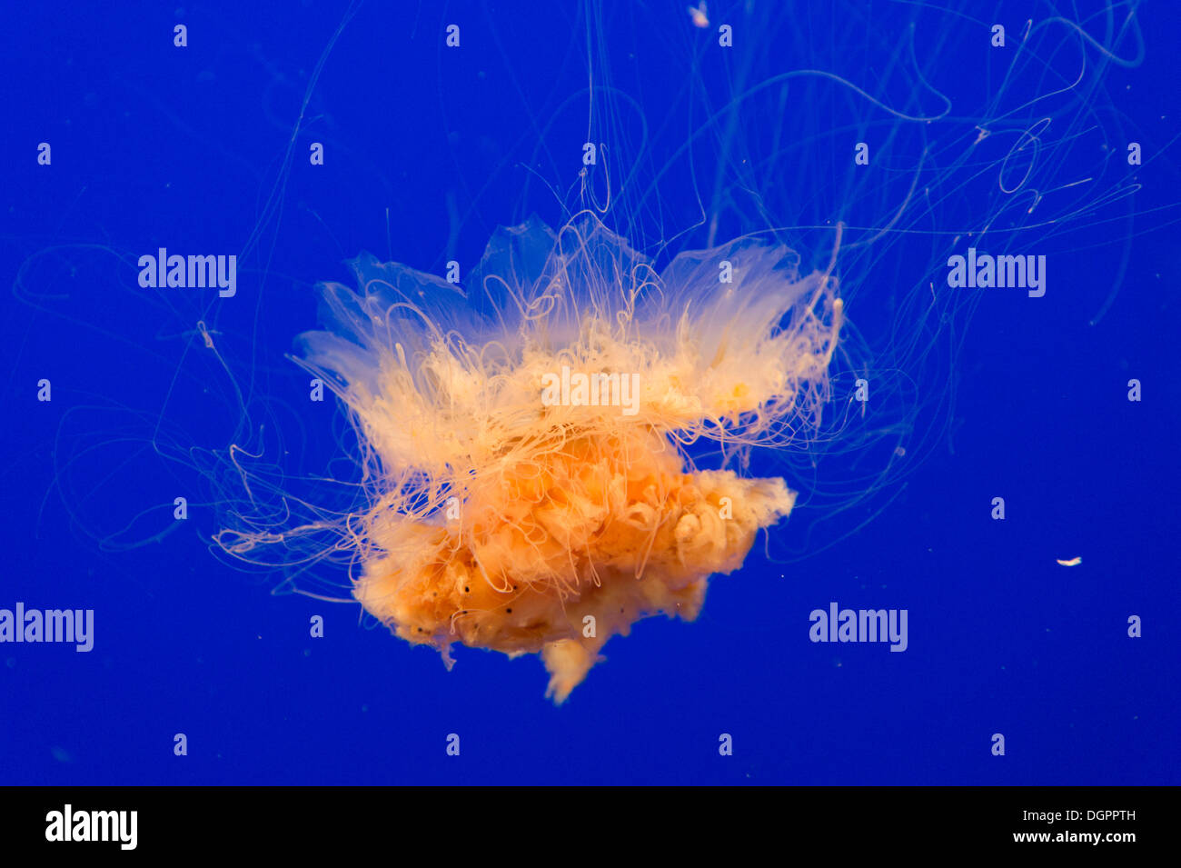 Lion's mane jellyfish (Cyanea capillata), Monterey Bay Aquarium, monterey, California, United States Stock Photo