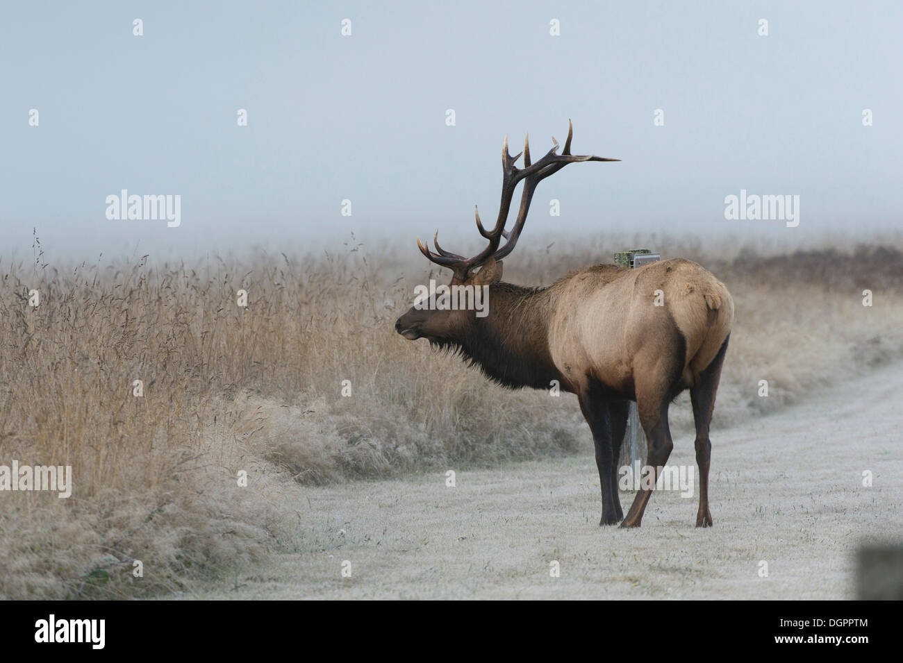 Roosevelt elk or Olympic elk (Cervus canadensis roosevelti), Prairie Creek Area, Redwood, Crescent CitY, California Stock Photo