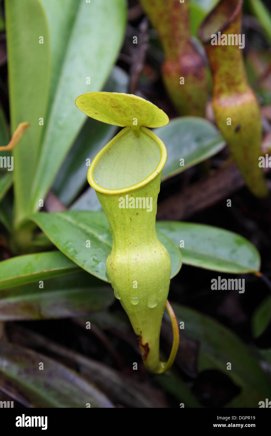 Pitcher plant growing in The Seychelles Stock Photo