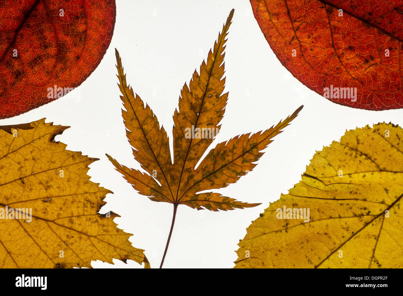 Various leaves in autumn colours Stock Photo