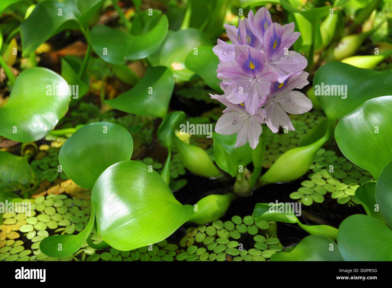 Water Hyacinth (Eichhornia crassipes), Pantanal or Amazonia, Brazil, South America Stock Photo