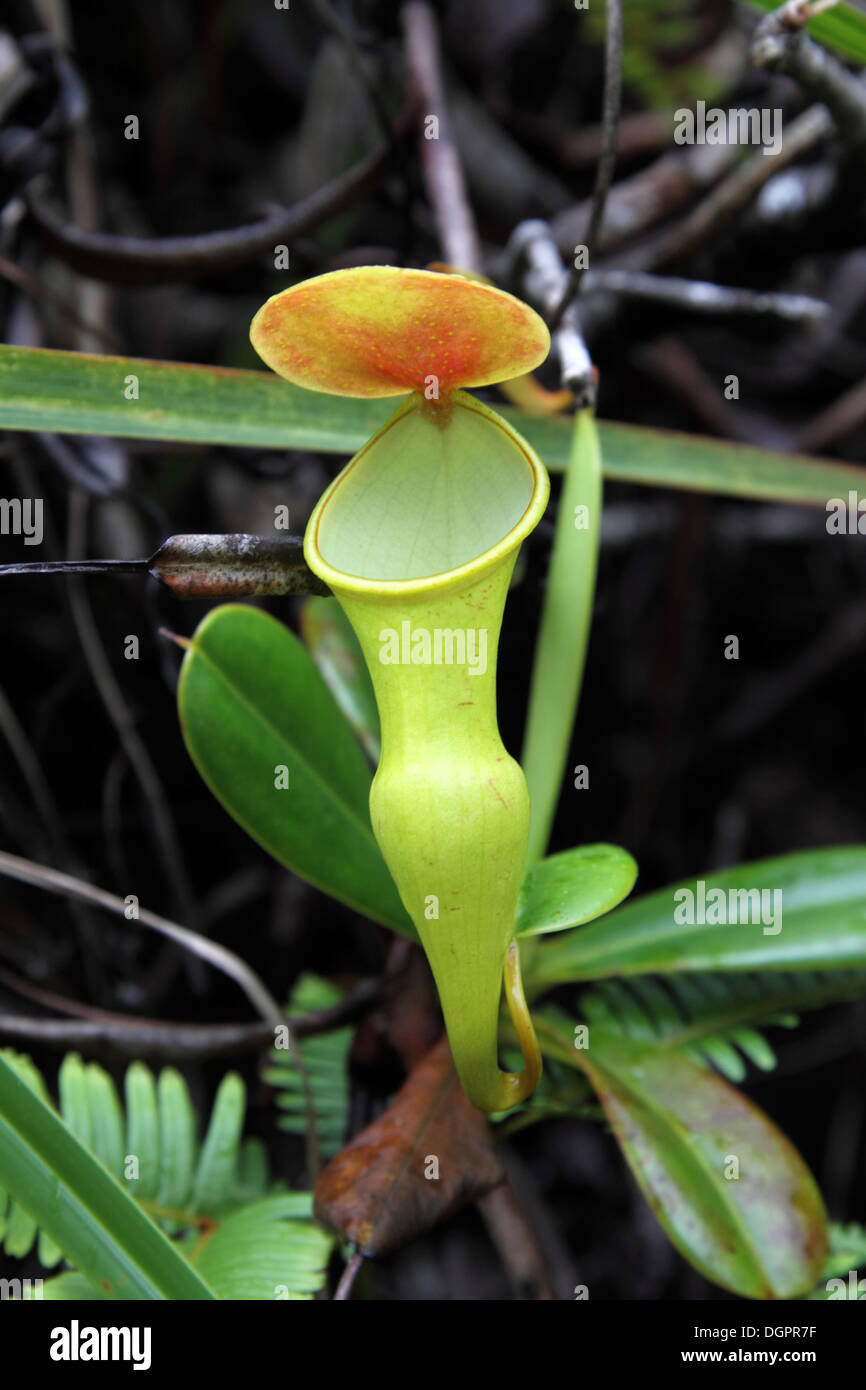 Pitcher plant growing in The Seychelles Stock Photo