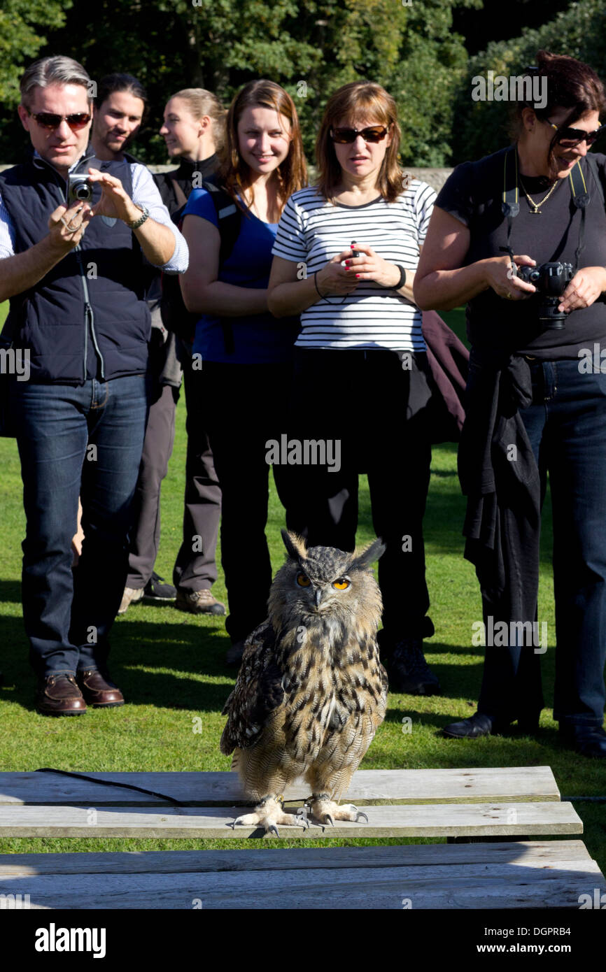 Owl Being Photographed By Tourists, Birds Of Prey Display Dunrobin Castle, Scotland Stock Photo