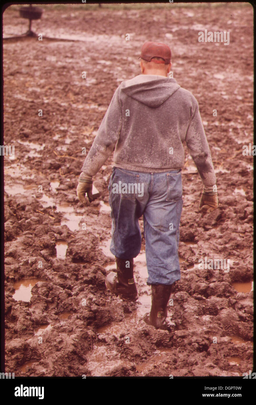 JOHN DOLEZAL SLOGS THROUGH MUD ON HIS FARM NEAR BEE NEBRASKA. RAIN WAS TWICE THE NORMAL AMOUNT FOR THE AREA THIS YEAR... 547418 Stock Photo