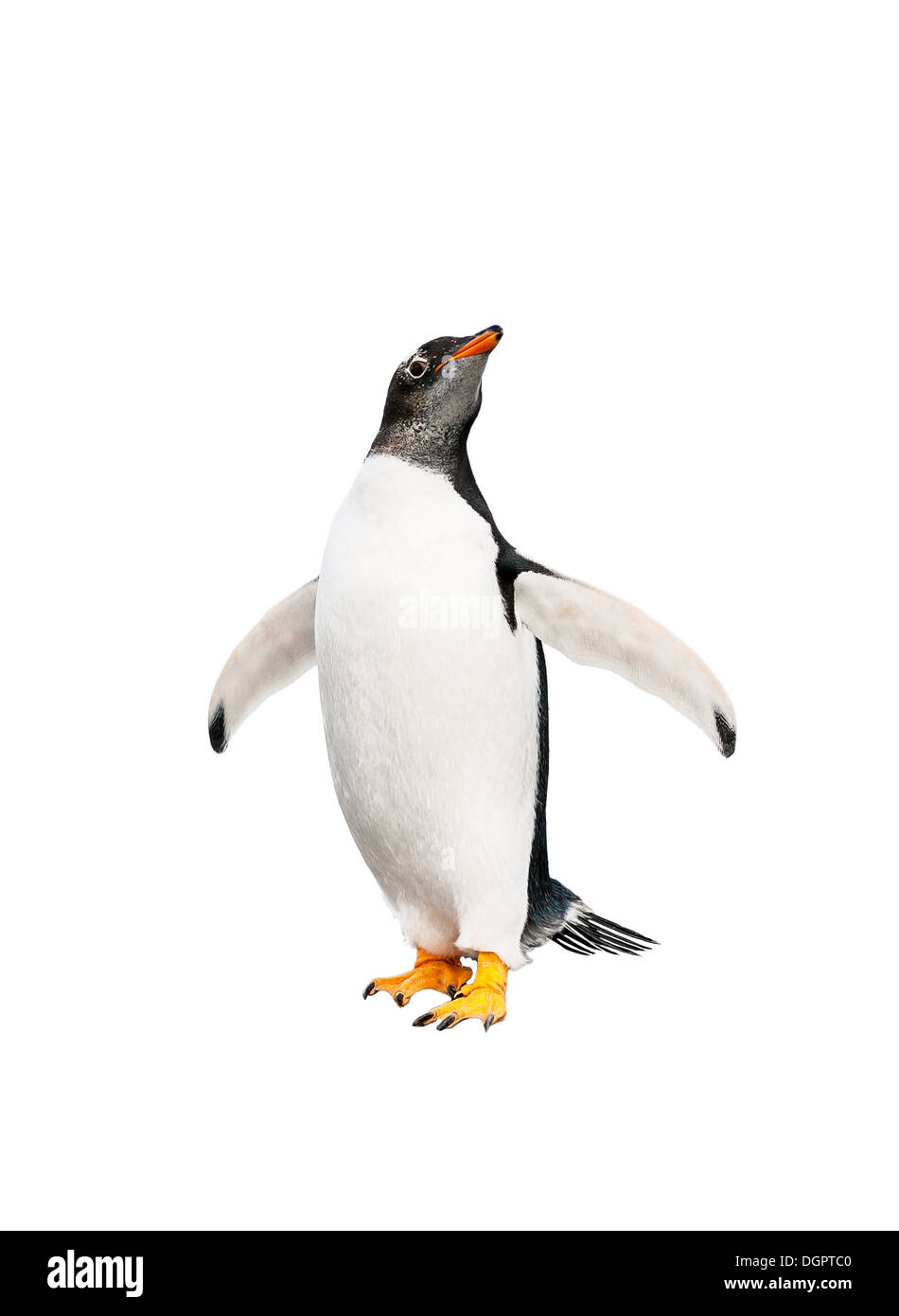 gentoo penguin over white background Stock Photo
