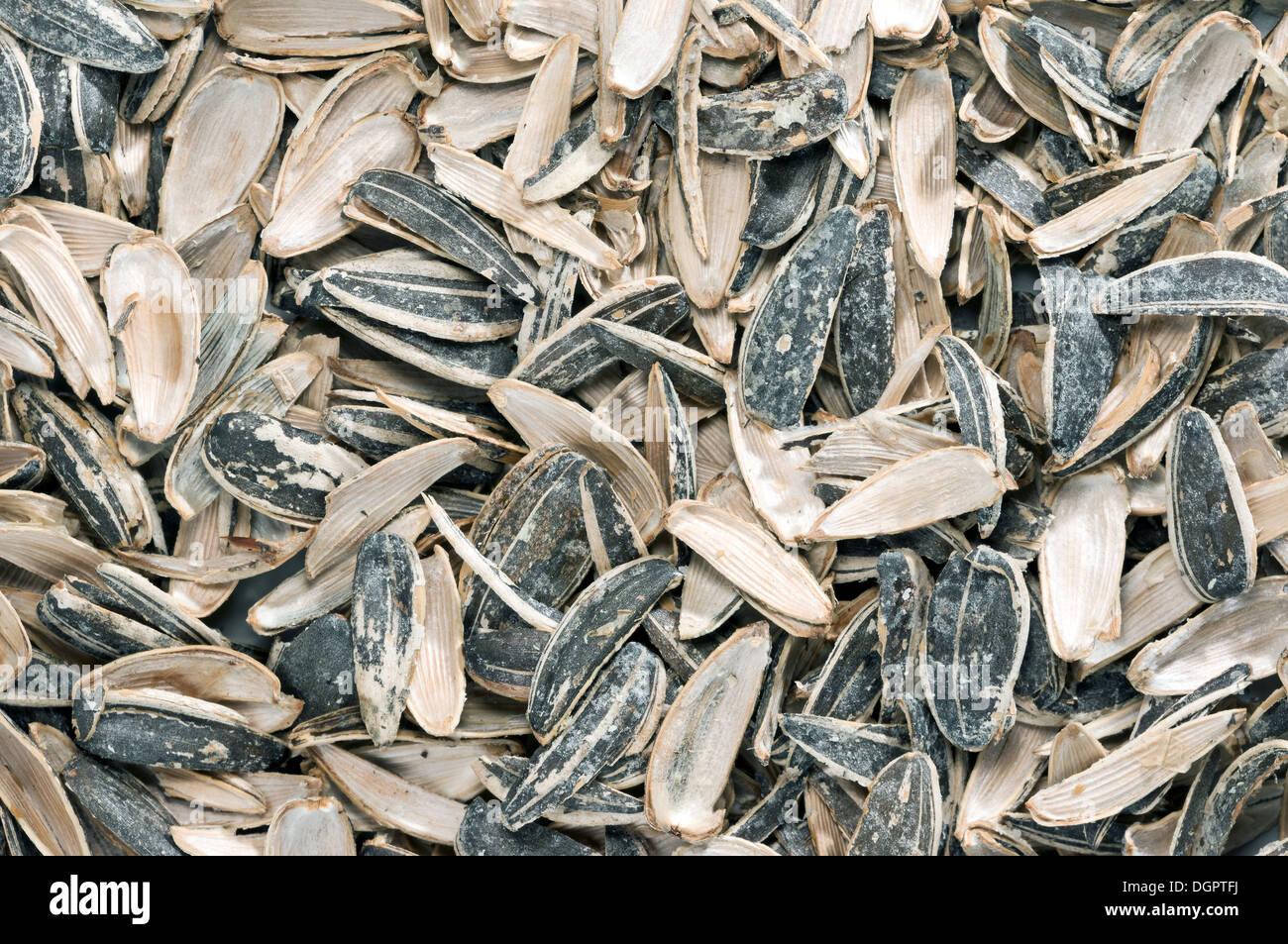 sunflower seeds with shell scours Stock Photo