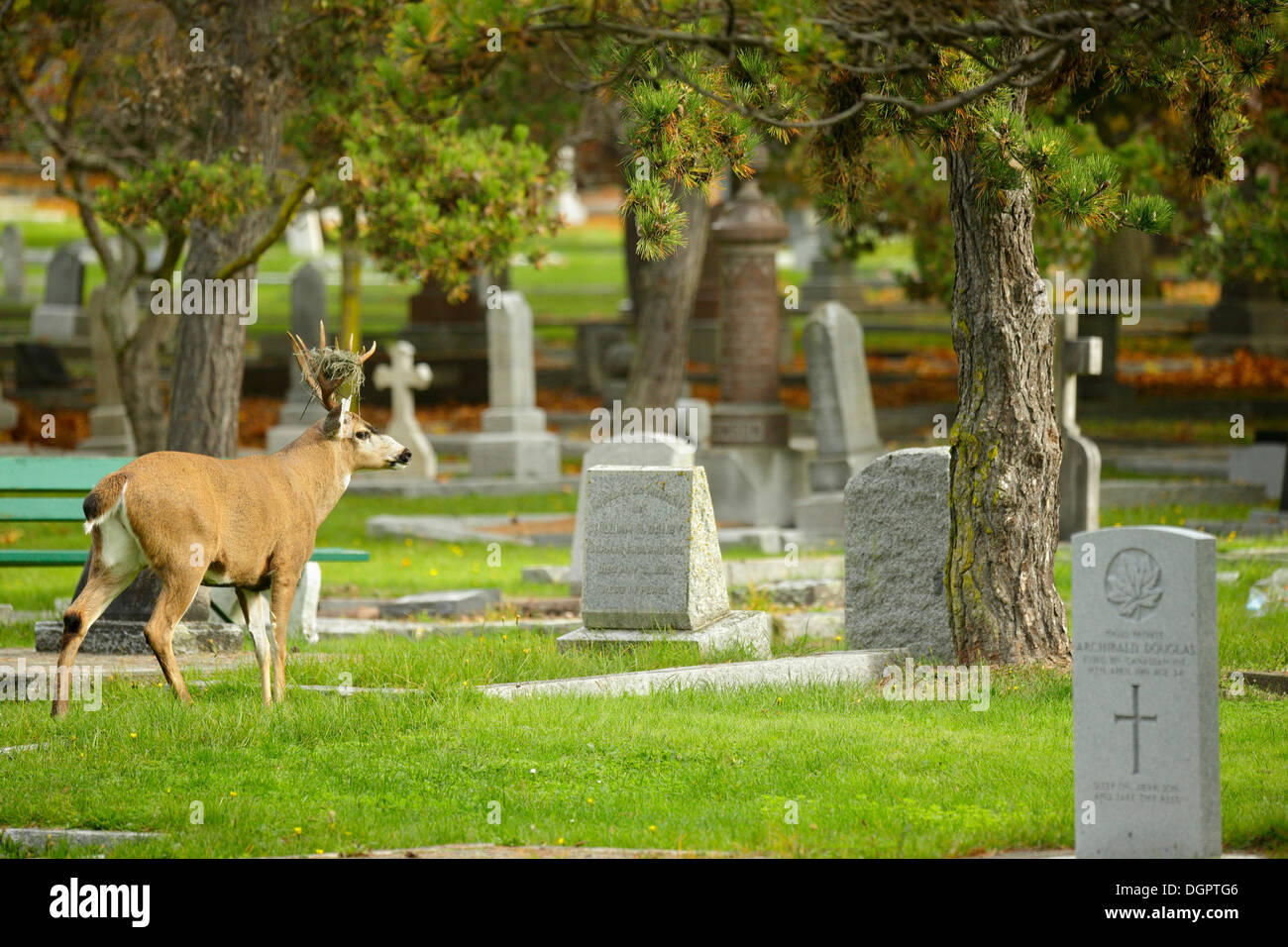 Blacktail Mule Deer Buck Strolling Through Ross Bay Cemetery In Autumn Victoria British Columbia Canada Blacktail Mule Deer Buck Strolling Through Ross Bay Cemetery In Autumn Victoria British Columbia Canada