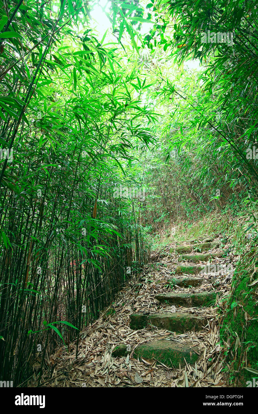 Green Bamboo Forest -- a path leads through a lush bamboo forest Stock ...