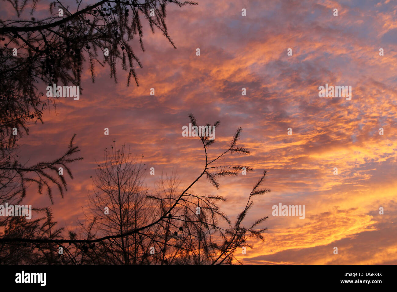 Red sky tree hi-res stock photography and images - Alamy