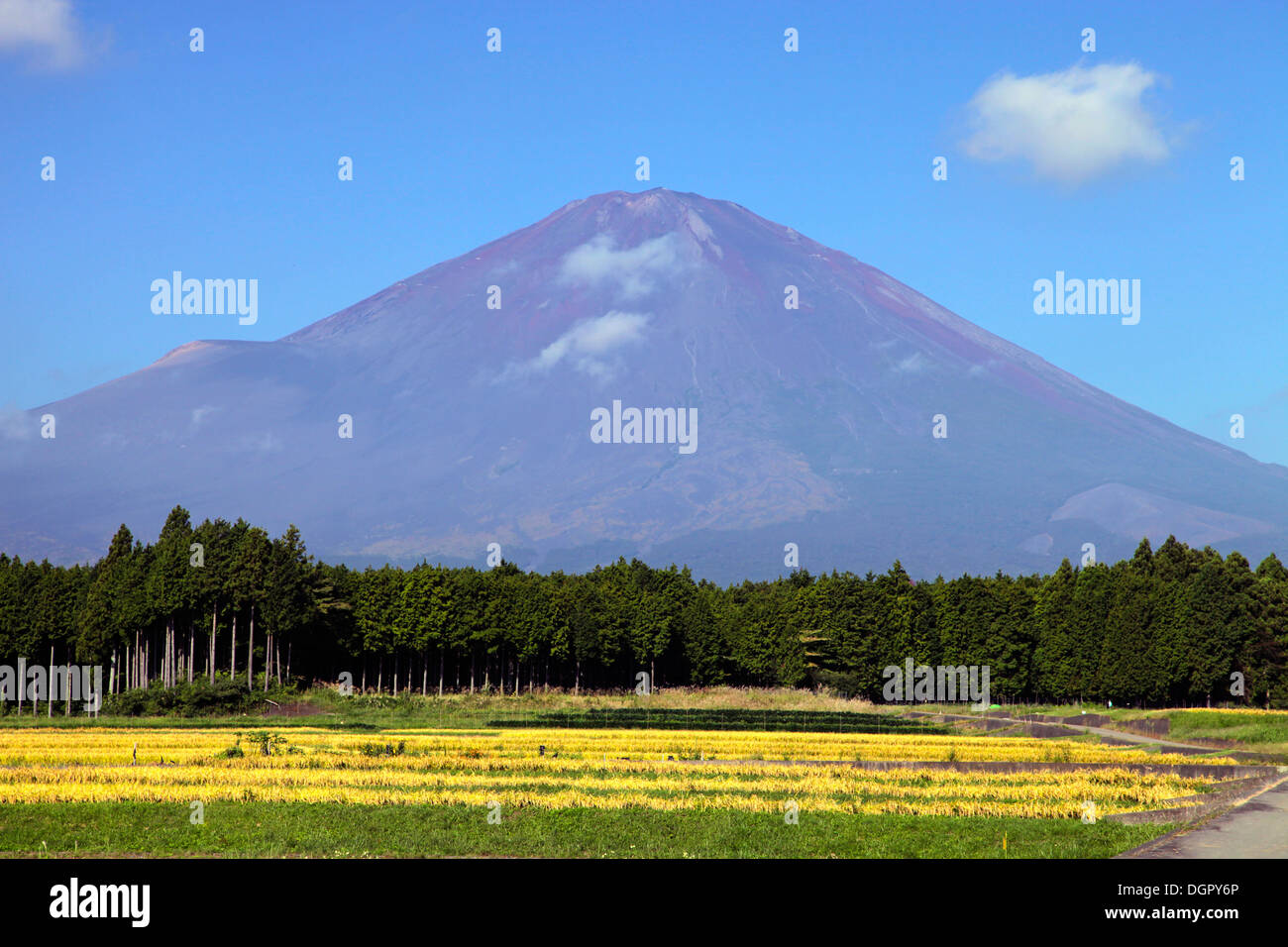 Mount Fuji and agricultural field Shizuoka Japan Stock Photo