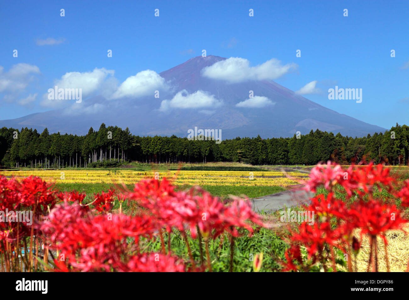 Mount Fuji and red spider lily Shizuoka Japan Stock Photo