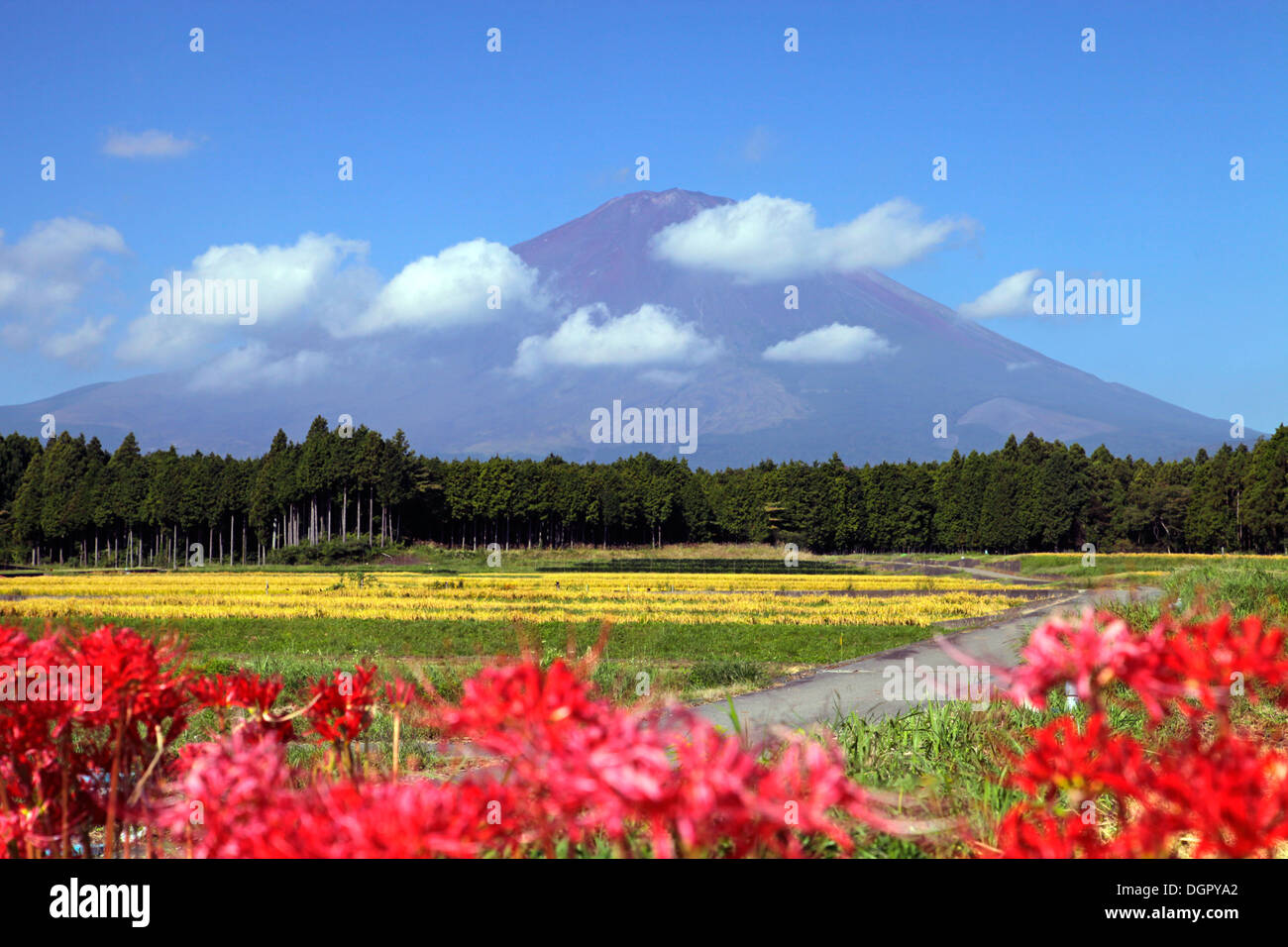 Mount Fuji and red spider lily Shizuoka Japan Stock Photo