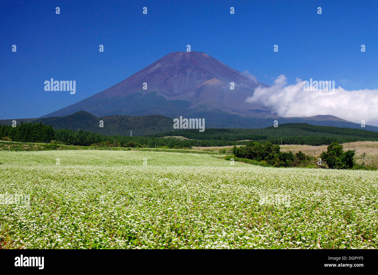 Mount Fuji and buckwheat field Shizuoka Japan Stock Photo
