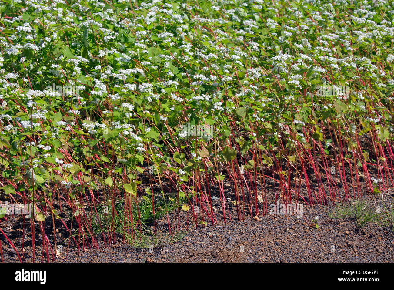 Buckwheat field Shizuoka Japan Stock Photo Alamy
