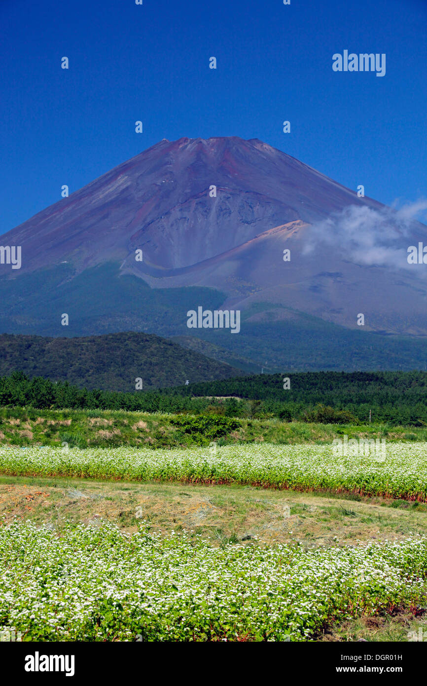 Mount Fuji and buckwheat field Shizuoka Japan Stock Photo Alamy