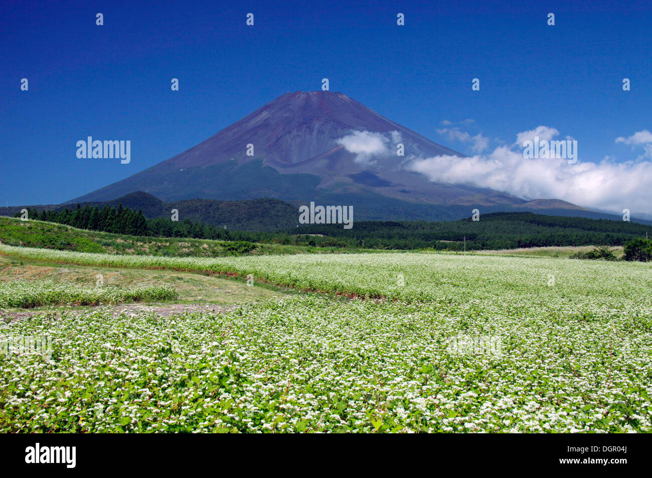 Mount Fuji and buckwheat field Shizuoka Japan Stock Photo Alamy