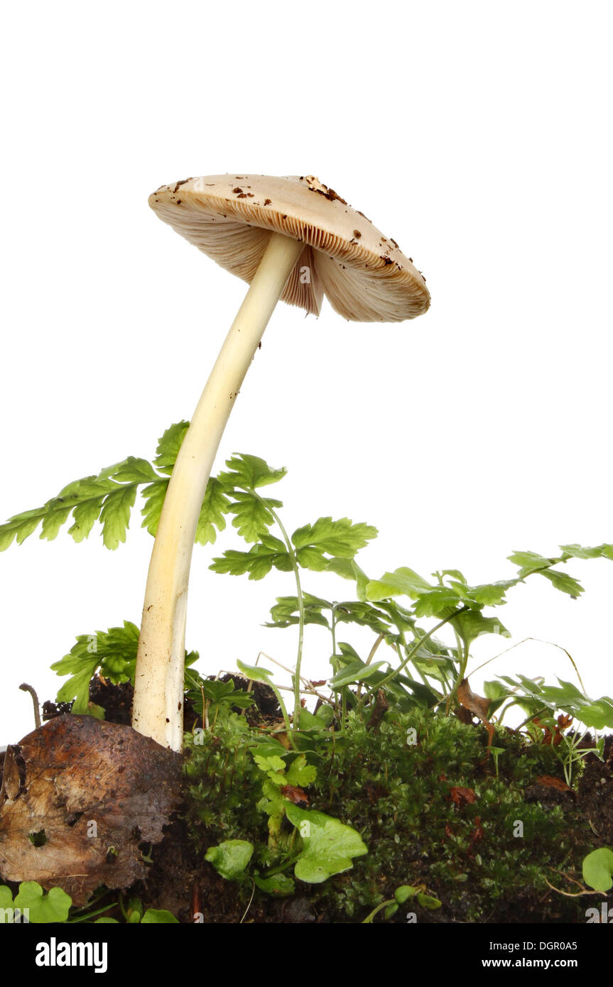 Toadstool growing among ferns, moss and Autumnal leaves against a white background Stock Photo