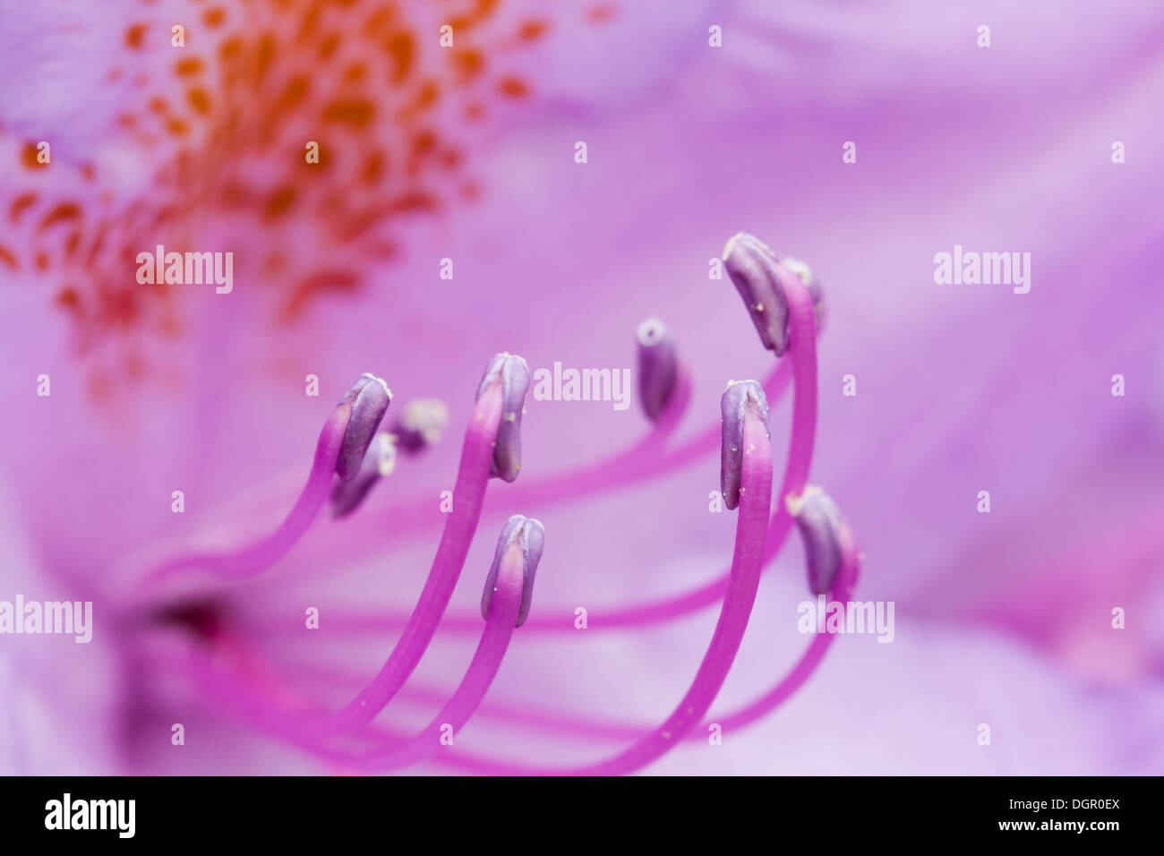 Closeup of a purple flower's pistils Stock Photo