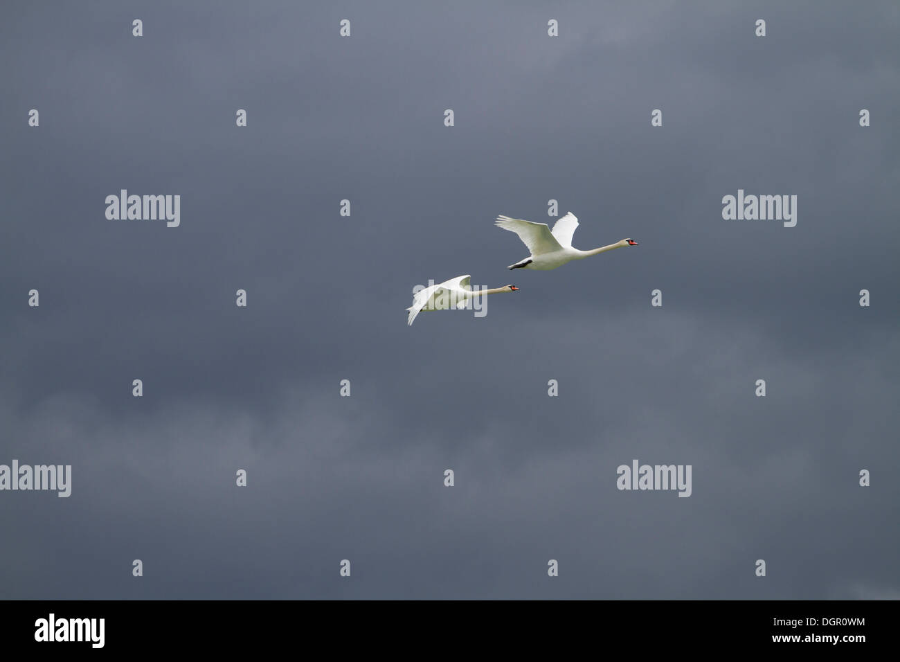 Mute Swans in flight Stock Photo