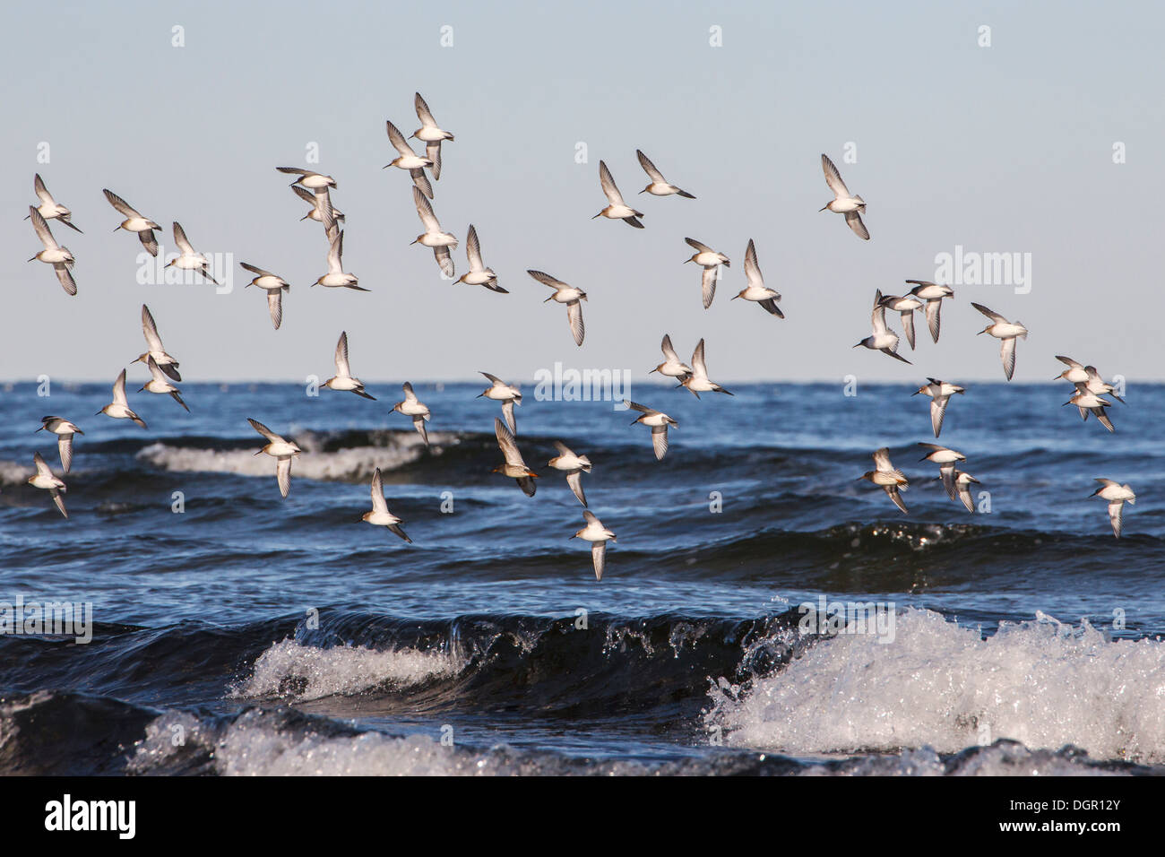Dunlin flock in flight hi-res stock photography and images - Alamy