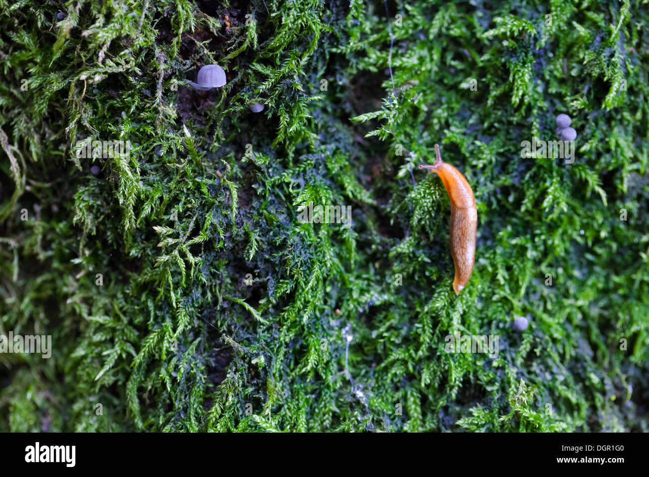 Baby slug climbing a moss covered tree which contains a number of small grey toadstools Stock Photo