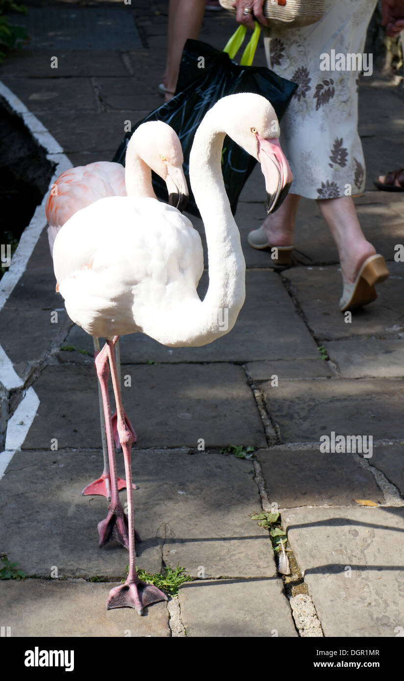 Pink flamingoes at Kensington Roof Gardens, London, England Stock Photo