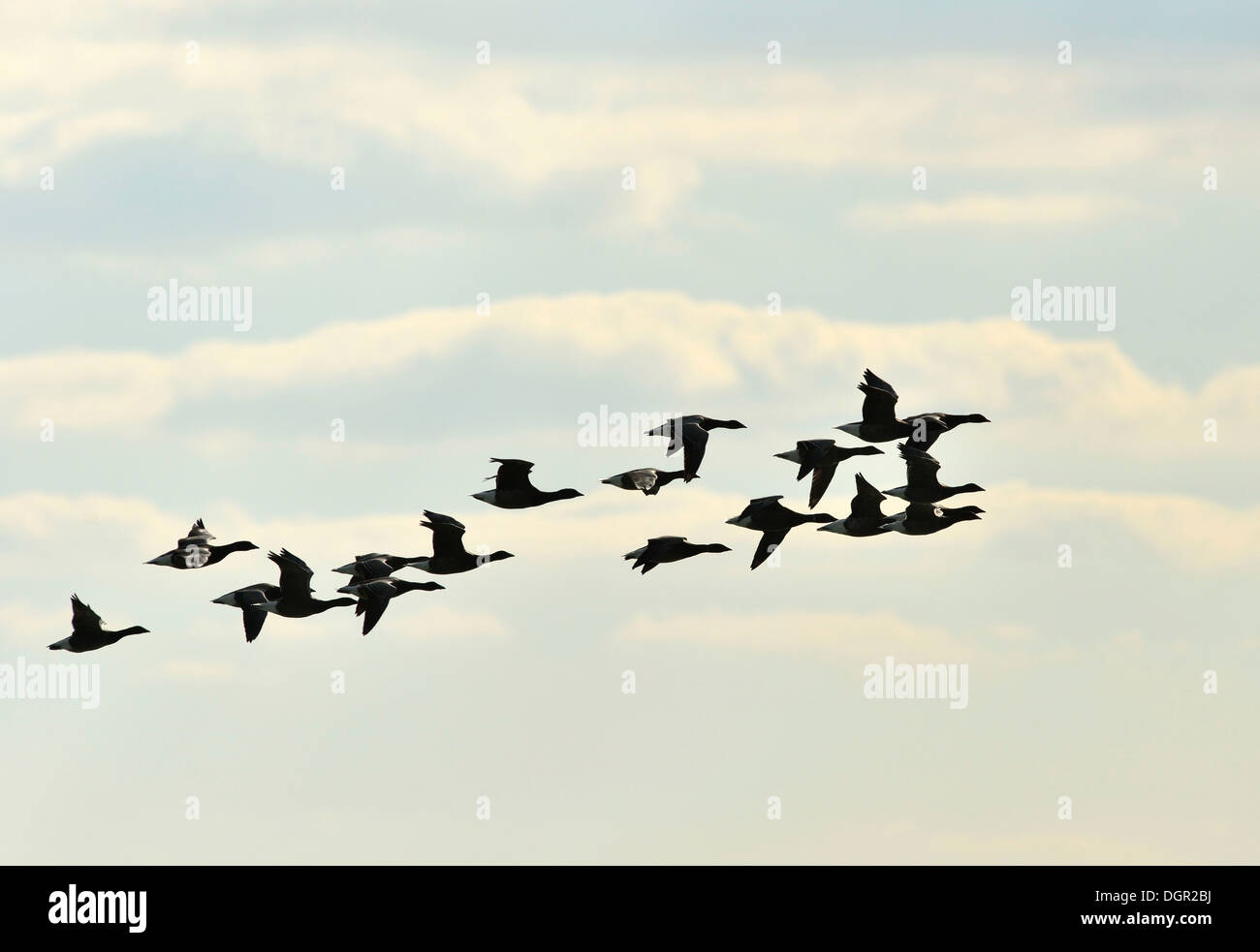 Brent Geese (Branta bernicla) migration to the south Stock Photo - Alamy