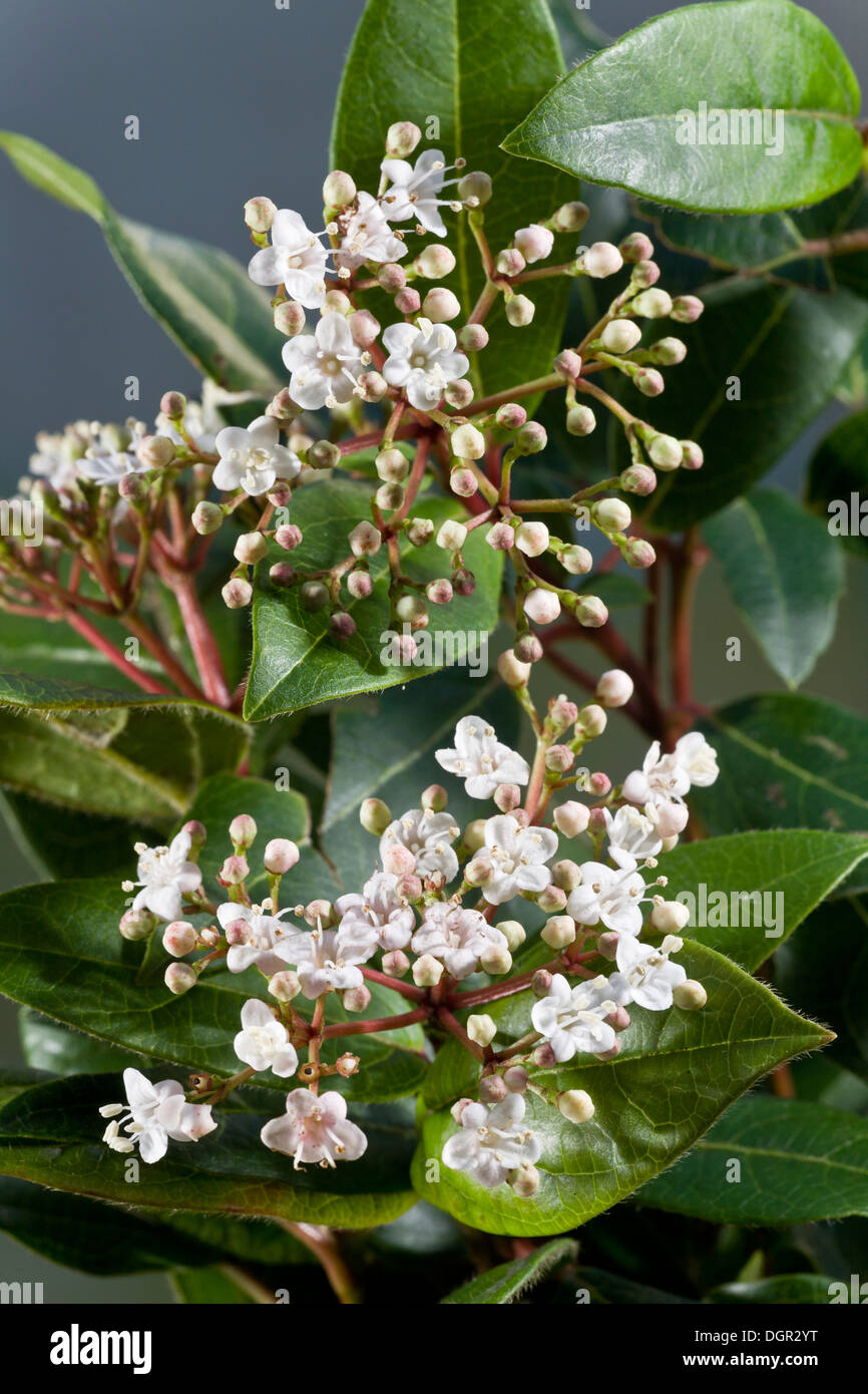 Laurustinus, Viburnum tinus - evergreen winter-flowering shrub in flower. Garden, Dorset. Stock Photo