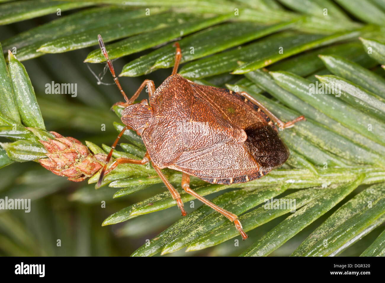 Common Green Shieldbug, Palomena prasina, in its brown pre-hibernation colours in late autumn. Dorset. Stock Photo