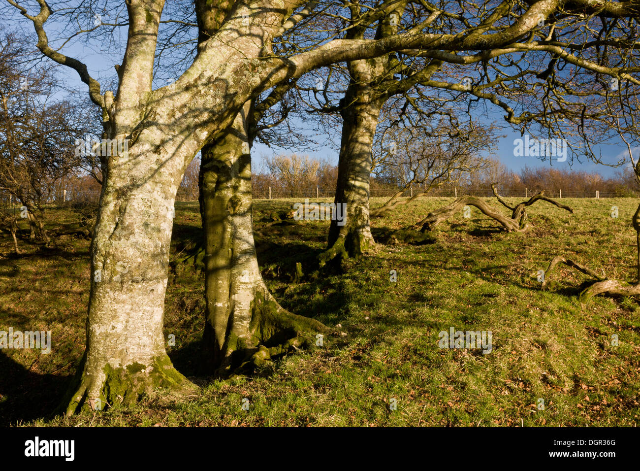 Beeches around old chalkpit at Kingcombe, West Dorset. Stock Photo