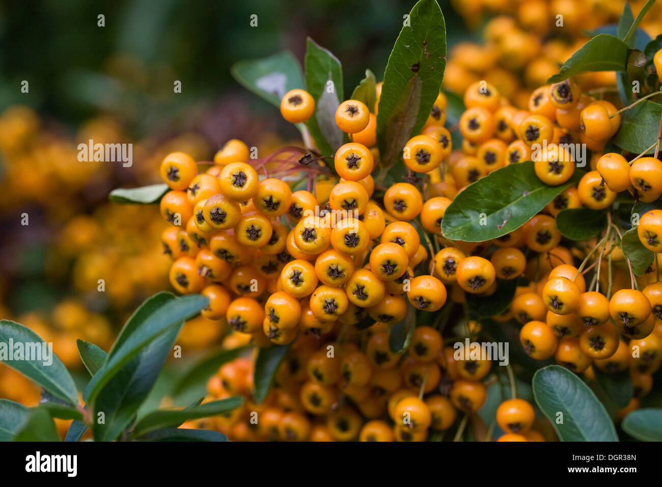 Pyracantha berries. Close up of the berries on a Firethorn bush. Stock Photo