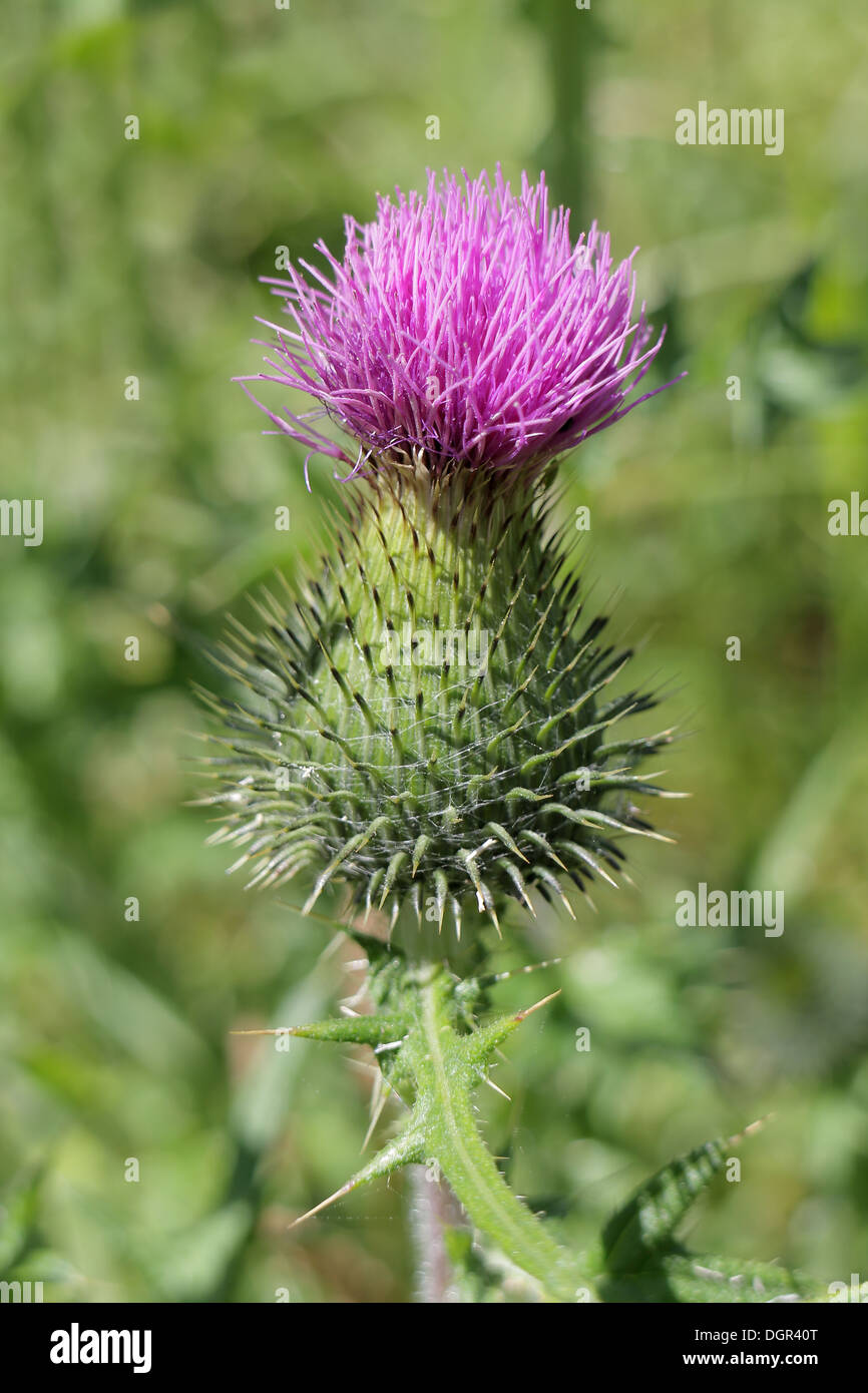 Scottish thistle hires stock photography and images Alamy