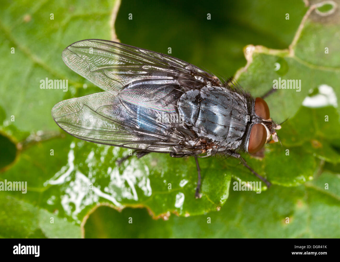 Urban bluebottle blowfly, Calliphora vicina in autumn, on leaf. One of the key forensic entomolgy species. Dorset. Stock Photo