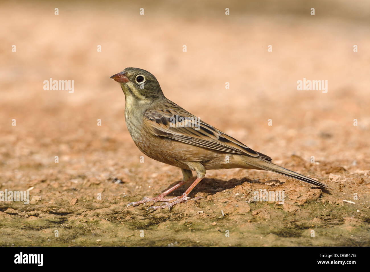 Ortolan Bunting Emberiza hortulana Stock Photo